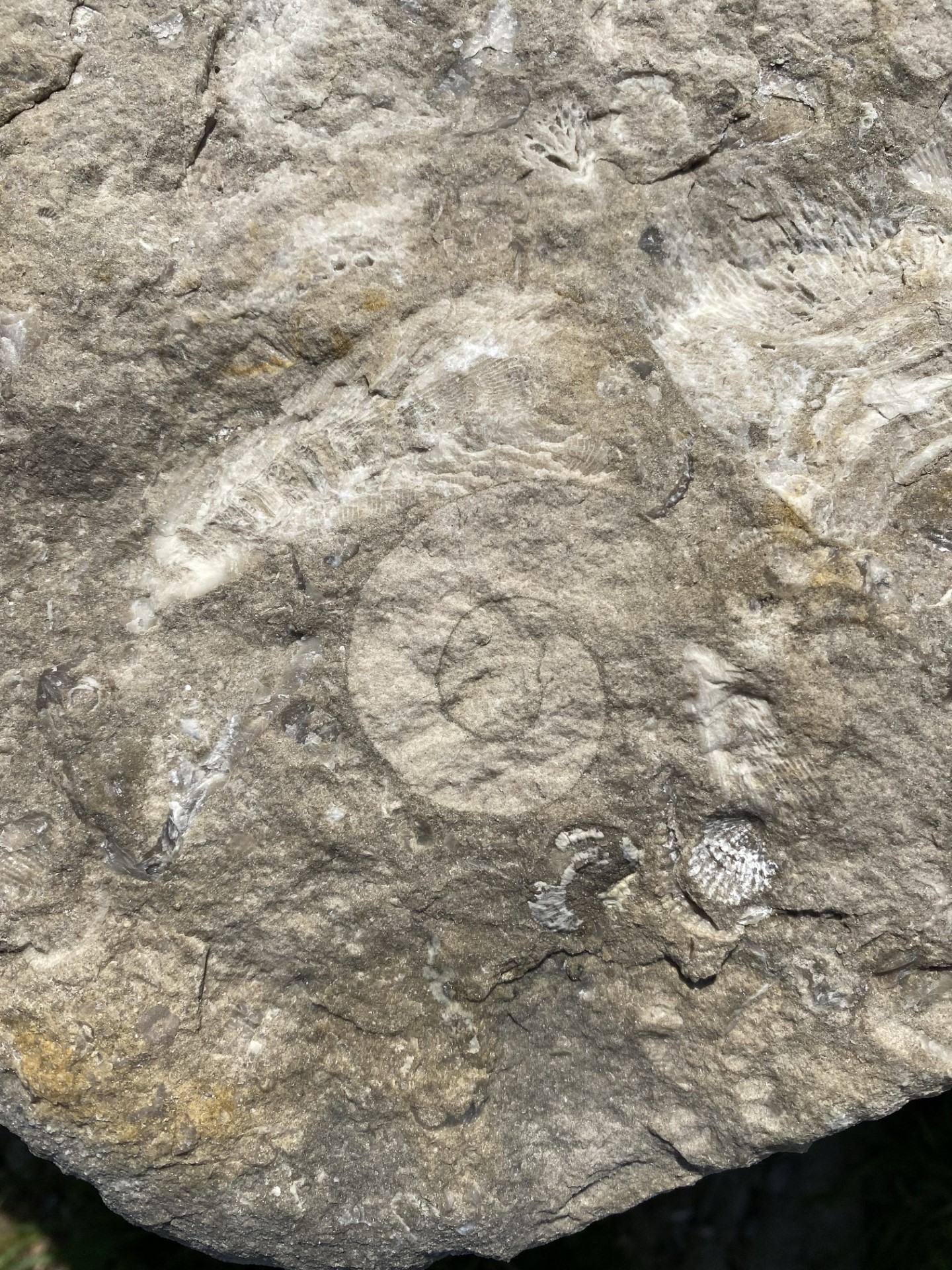 1Password Park Fossils 6 | 94.1 St.ThomasToday.ca